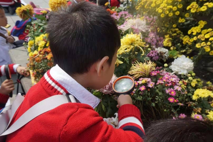 小朋友赏菊花图片